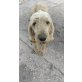 Bruno, Wasserhund Spinone Italiano - Rüde