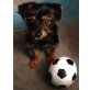 Bruno, Yorkshire Terrier / Zwergspitz - Rüde