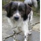 Bruno, bildschöner Münsterländer-Mischling Welpen - Rüde