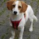 Bruno, freundlich und aufgeschlossen, Mischling - Rüde