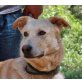 Bruno, freundlicher großer Mix - Rüde