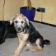 Bruno in Deutschland sucht ein ....., Mischling Welpen - Rüde