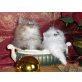 Bruno und Balu, Perser - Kater