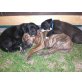 Bruno und Brownie, Boxer-Labrador (Boxerdor) Welpen - Rüde