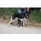 Brus, Schäferhund Mischling - Rüde