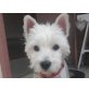 Brusca, West Highland White Terrier - Hündin