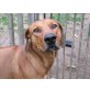 Bruthus, Rhodesian Ridgeback - Rüde