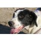 Bruto, lieber Familienhund - Rüde