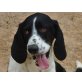 Brutus, Bassett- absoluter Hundeschatz - Rüde