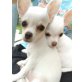 Brutus, Chihuahua kurzhaariger Schlag Welpen - Rüde