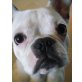 Brutus, Französische Bulldogge - Rüde