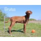Brutus, Magyar-Vizlar-Mischling - Rüde