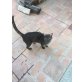 Brutus, Ägyptisch Mau - Kater