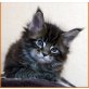 Brutus aus Elmpt, Maine Coon - Kater