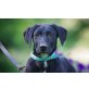 Bryan, Labrador/Magyar Vizsla Mix Welpen - Rüde