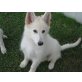 Brytta, Weißer Schweizer Schäferhund - Hündin