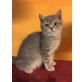 Bub + Mädchen, Britisch Kurzhaarkatze - Kater