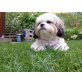 Bubble, Shi Tzu/Bolonka Zwetna Mix - Rüde