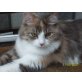 Bubbles, Norwegische Waldkatzen - Katze