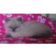 Bubbles, Perser Colourpoint - Katze