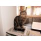 Bubi, Britisch Kurzhaarkatze - Kater