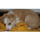 Bubi, Bubi, Straßenhundmischling aus Kroatien Welpen - Rüde