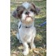 Bubko, Shih Tzu (kastriert), Shih Tzu - Rüde