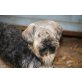 Bubu, Yorckie-LhasaApso-ShiTzu -Mix - Rüde