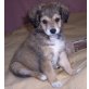 Bubu, großer Yorkshire Mix Welpen - Rüde