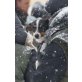 Bubu, kleiner, schüchterner Bub - Rüde