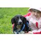 Bubu, lieber Familienhund - Rüde