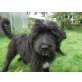 Buci (Broetchen), sucht aktive Familie - Rüde