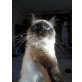 Buddai, Ragdoll - Kater