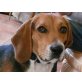 Buddy, Beagle - Rüde