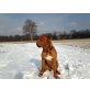 Buddy, Bordeauxdogge - Rüde