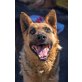 Buddy, Deutscher Schäferhund - Rüde