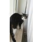 Buddy, Europäische Kurzhaarkatze - Kater
