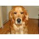 Buddy, Golden Retriever - Rüde
