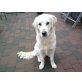 Buddy, Golden Retriever - Rüde