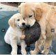 Buddy, Golden Retriever Welpen - Rüde