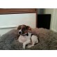 Buddy, Jack-Russell-Terrier - Rüde