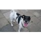 Buddy, Jack-Russell-Terrier - Rüde