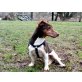 Buddy, Jack-Russell-Terrier - Rüde