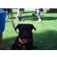 Buddy, Labrador,Schnauzer - Rüde