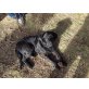 Buddy, Labrador Welpen - Rüde