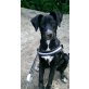 Buddy, Labradormischling  - Rüde