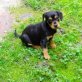 Buddy - Mischling Welpen - Rüde
