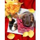 Buddy,Schoki, Rosettenkastrat,Sheltieweibchen