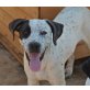 Buddy, ein perfekter Hund - Rüde