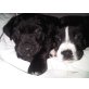 Buddy und Calypso, Akita Inu- Retriever- Parson Jack Russell - Rüde